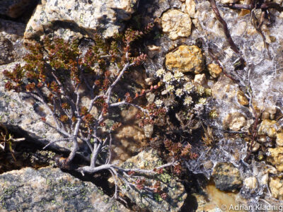 Snowcave in North Rams Head